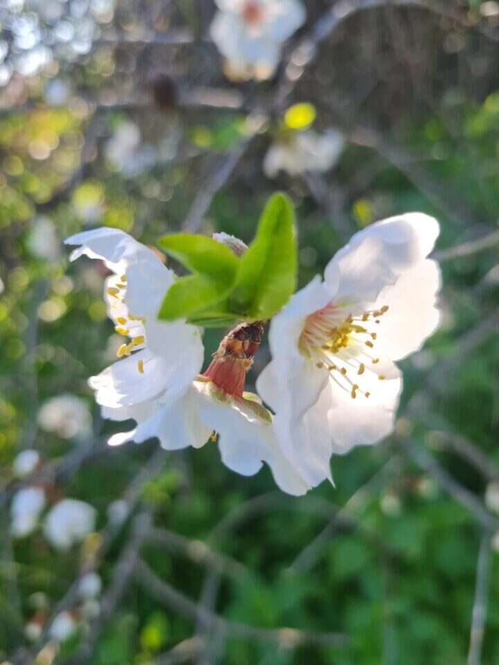 שקדיות. | צק אין אאוט