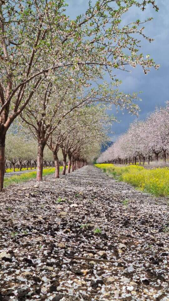 שקדיות. | צק אין אאוט