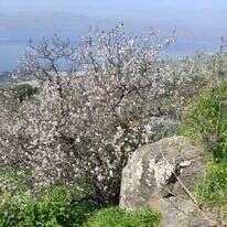 שקדיות בדרום רמת הגולן | צק אין אאוט
