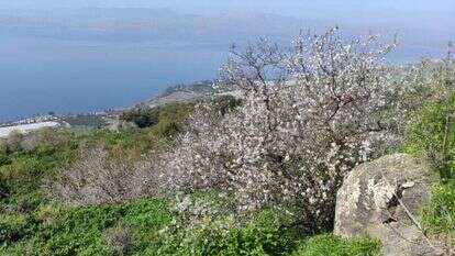 שקדיות בדרום רמת הגולן | צק אין אאוט