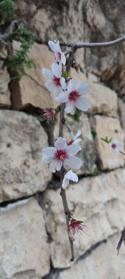 שקדיות בסטף. | צק אין אאוט