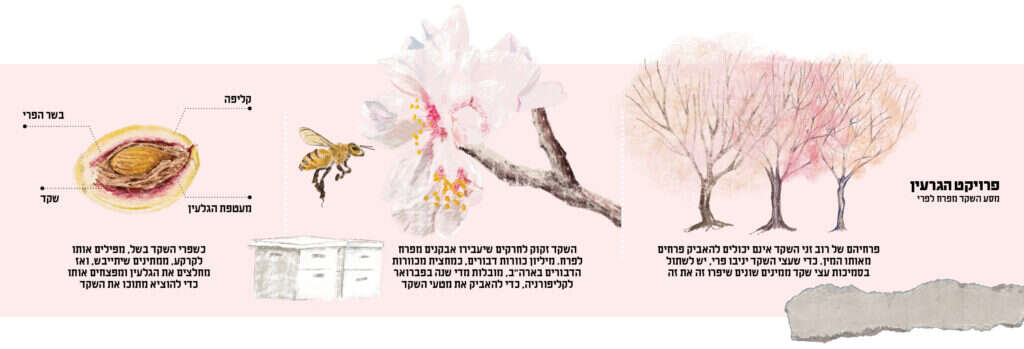 איור: דגנית רודובסקי