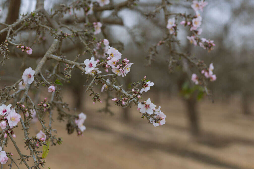 משה לוי. | לירון מולדובן