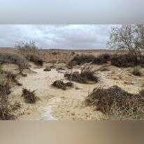 נחל רביבים בשיטפון. | - ג'מיל אטרש, רשות הטבע והגנים