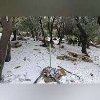 שלג בהר מירון. | שי מסיקה, רשות הטבע והגנים