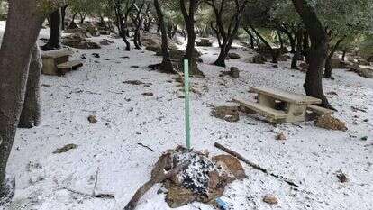 שלג בהר מירון. | שי מסיקה, רשות הטבע והגנים