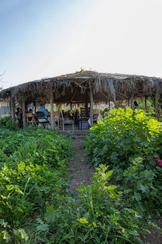 חוות צמחי המרפא. צלמת: רחל בן נון