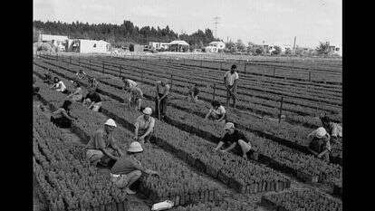 עובדים במשתלת העצים באילנות השייכת למחלקה הממשלתית לייעור. | לע"מ