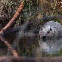 אחד מהבונים בשמורת הטבע הצ'כית. | AFP