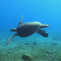 צב ים. | מסך מיוטיוב