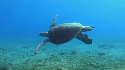 צב ים. | מסך מיוטיוב