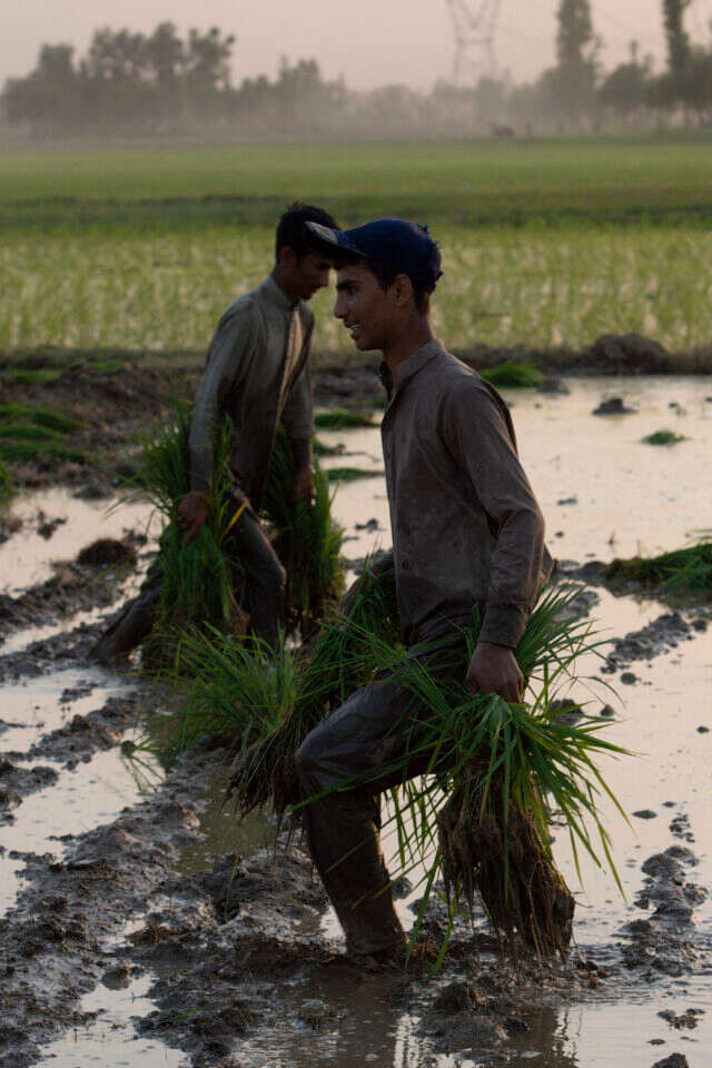 החקלאות התעשייתית הביאה לירידה בניחוח המיוחד. זריעת אורז בשדה במרדן, פקיסטן החקלאות התעשייתית הביאה לירידה בניחוח המיוחד. זריעת אורז בשדה במרדן, פקיסטן