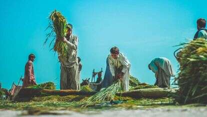 חקלאות בהודו. | שאטרסטוק חקלאות בהודו. | שאטרסטוק