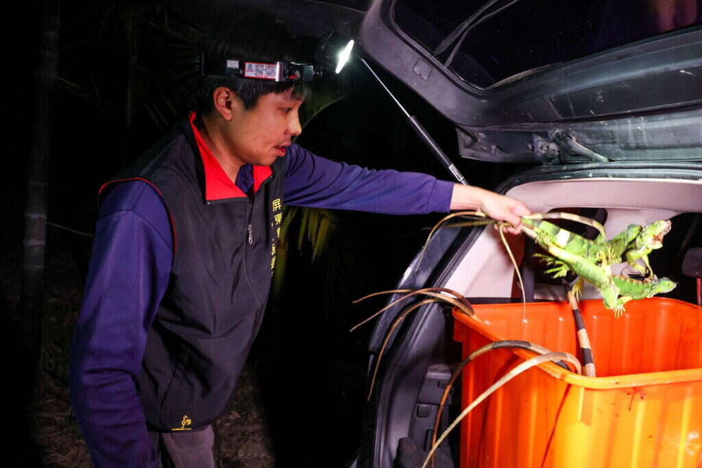 ציידי האיגואנות בטייוואן. | AFP ציידי האיגואנות בטייוואן. | AFP
