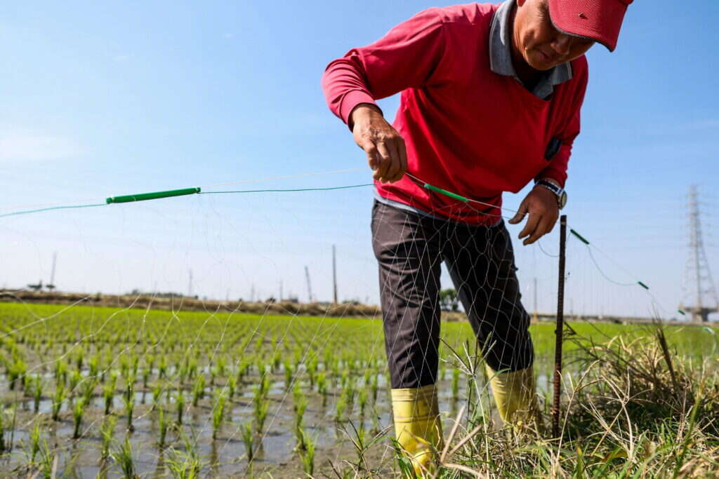 ציידי האיגואנות בטייוואן. | AFP ציידי האיגואנות בטייוואן. | AFP