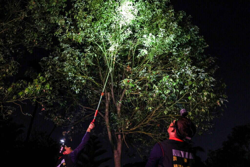 ציידי האיגואנות בטייוואן. | AFP ציידי האיגואנות בטייוואן. | AFP