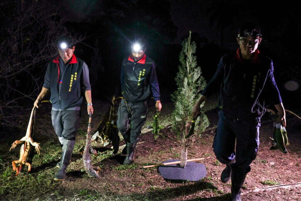 ציידי האיגואנות בטייוואן. | AFP ציידי האיגואנות בטייוואן. | AFP