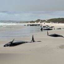 לוויתנים שנסחפו אל החוף ונלכדו ליד נהר ארתור בטסמניה, אוסטרליה. | NRE via AP