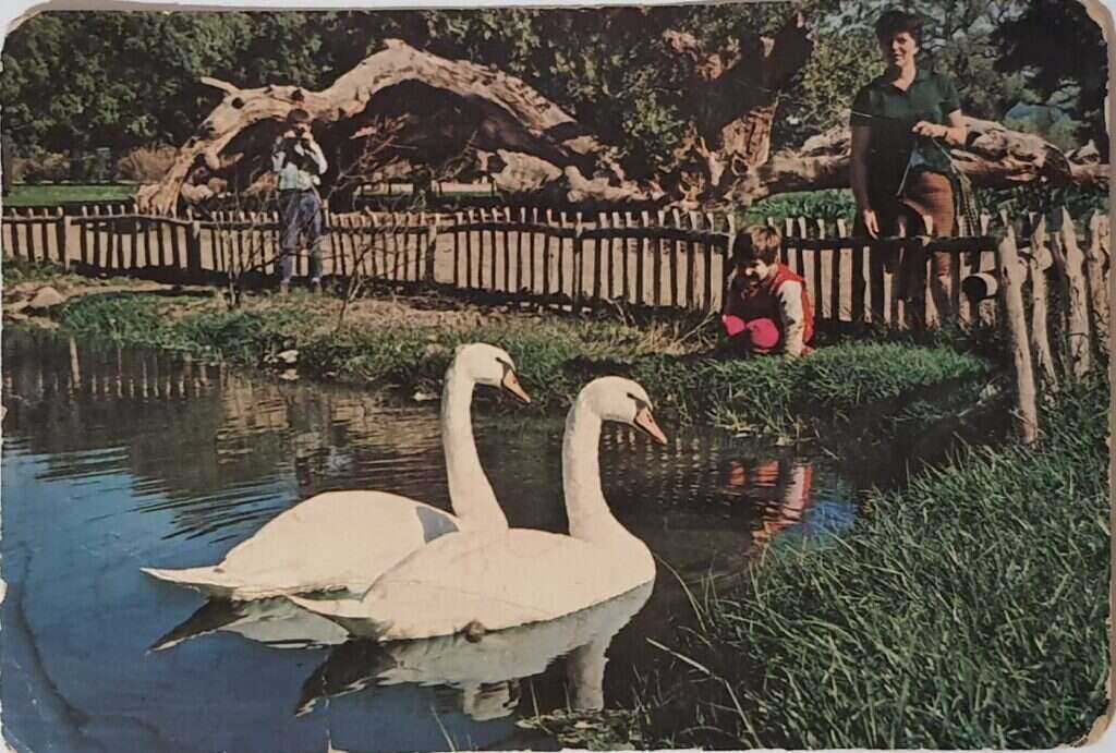 גלויה שאורי שלח להוריו. באדיבות מיכל אורבך