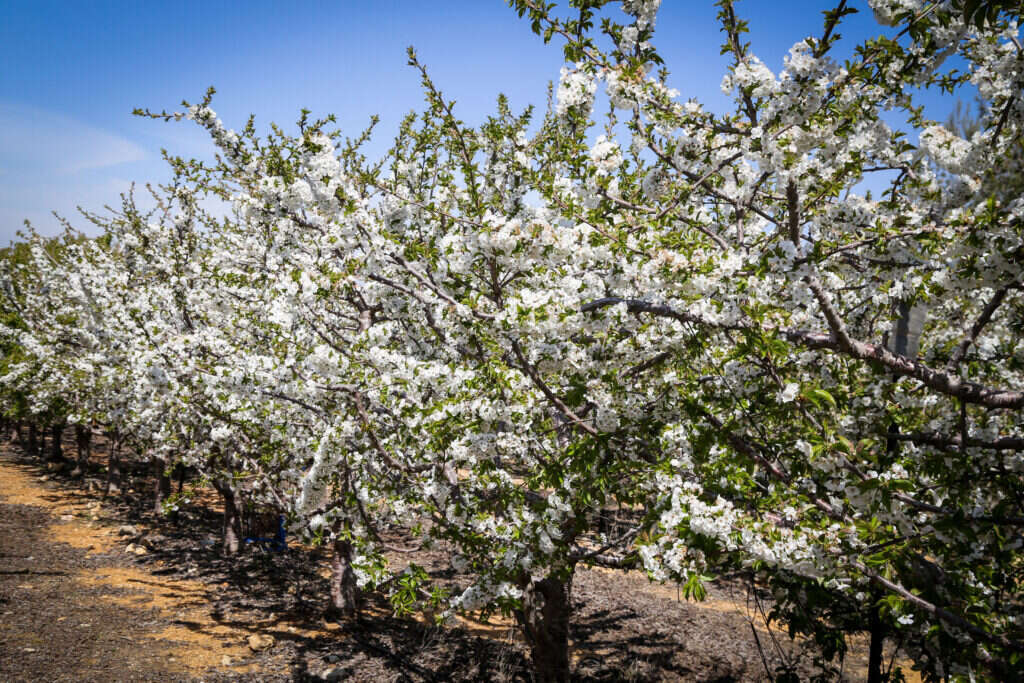 פריחת האילנות בקיבוץ מגדל עוז. | גרשון אלינסון - פלאש 90 פריחת האילנות בקיבוץ מגדל עוז. | גרשון אלינסון - פלאש 90