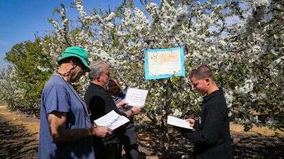 ברכת האילנות בקיבוץ מגדל עוז. | גרשון אלינסון - פלאש 90 ברכת האילנות בקיבוץ מגדל עוז. | גרשון אלינסון - פלאש 90