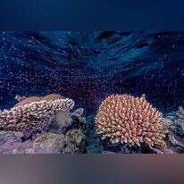 תוצאה של בילוי מאות לילות במים. רבייה של אלמוגים בים האדום. | ד"ר תום שלזינגר