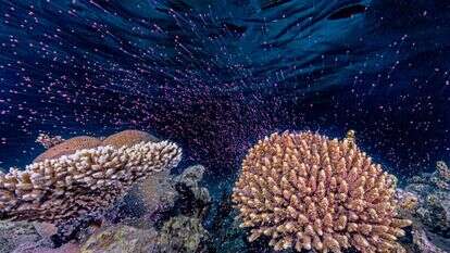 תוצאה של בילוי מאות לילות במים. רבייה של אלמוגים בים האדום. | ד"ר תום שלזינגר