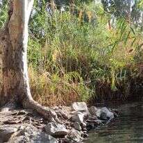 עין הדיג. | צק אין אאוט