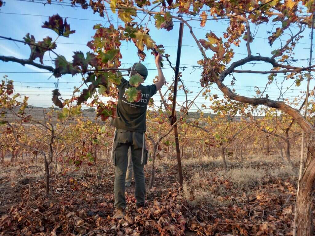 מתנדבי "חיבורים בחקלאות" בפעולה. | חיבורים בחקלאות