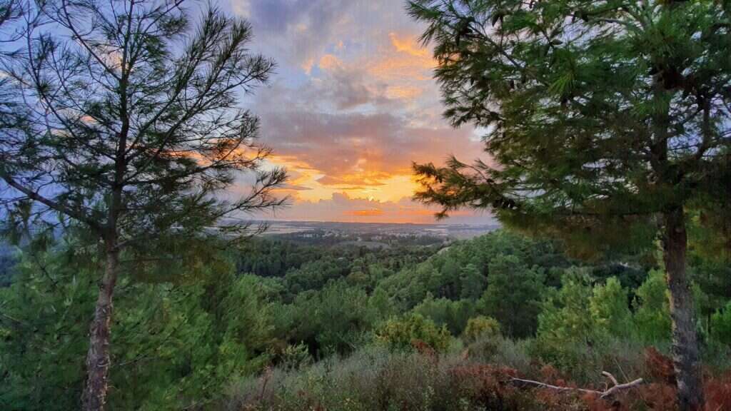 תצפית יער חניתה. | צ'ק אין אאוט
