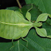 מקלון (Phylliidae). | מסך מיוטיוב