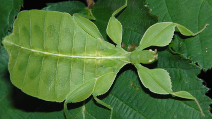 מקלון (Phylliidae). | מסך מיוטיוב