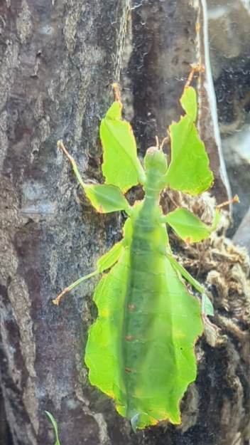 מקלון. | מסך מיוטיוב