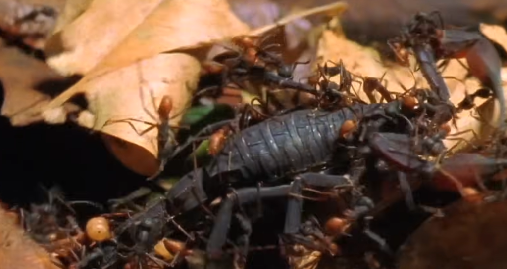 נמלי לגיון מחסלות עקרב שחור. | מסך מיוטיוב