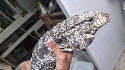 אחת מהלטאות שנתפסו. | דוברות משטרת ישראל