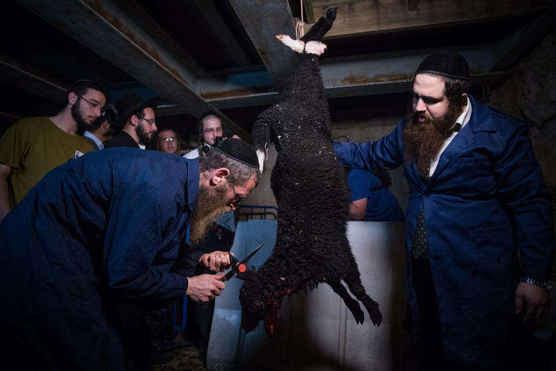 מתרגלים שחיטת קורבן פסח. למצלומים אין קשר לכתבה. | יונתן זינדל, פלאש 90