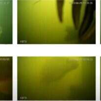 תמונות מהמצלמה התת-מימית. | מסך מיוטיוב