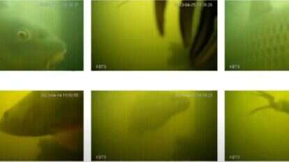 תמונות מהמצלמה התת-מימית. | מסך מיוטיוב