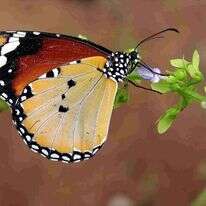 דנאית הדורה. | עוז ריטנר