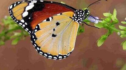 דנאית הדורה. | עוז ריטנר