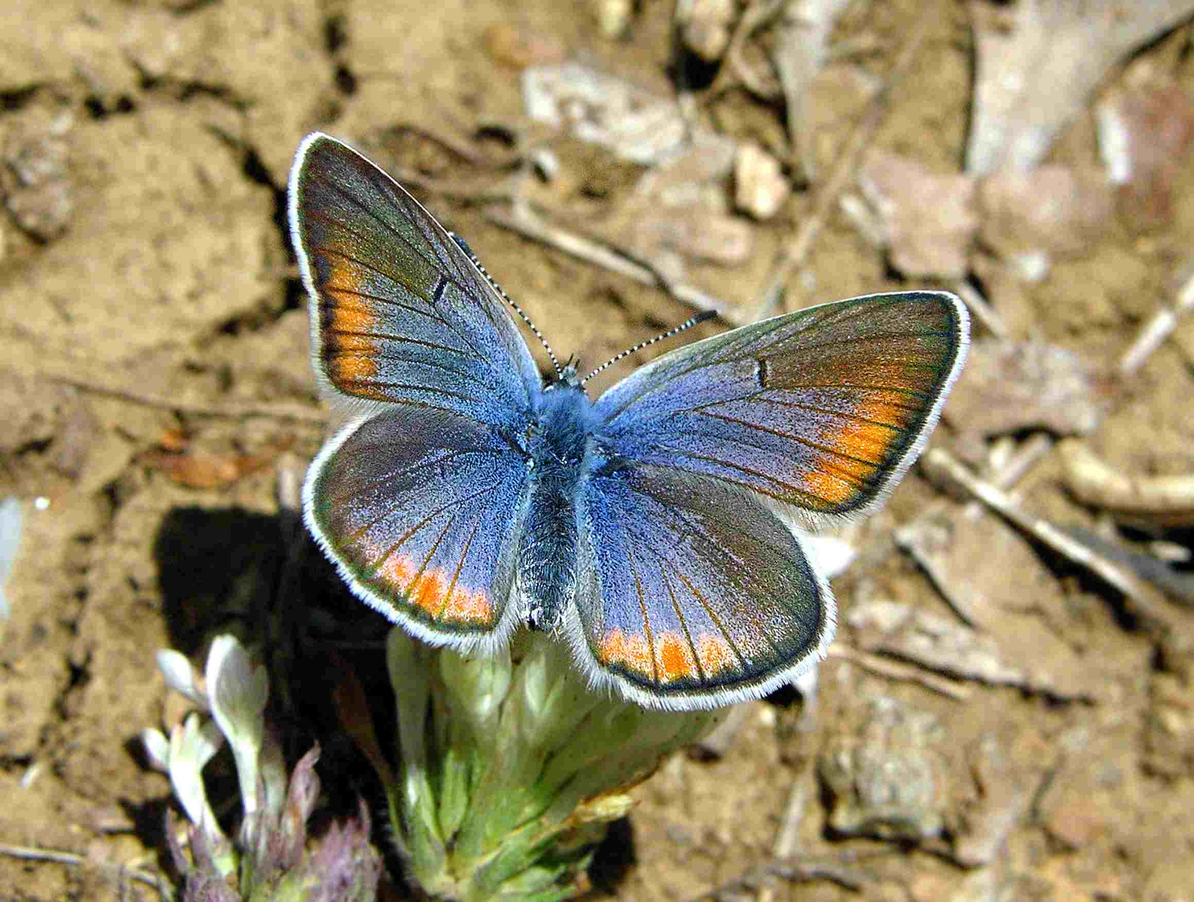 כחליל אנטיוכה. | עוז ריטנר