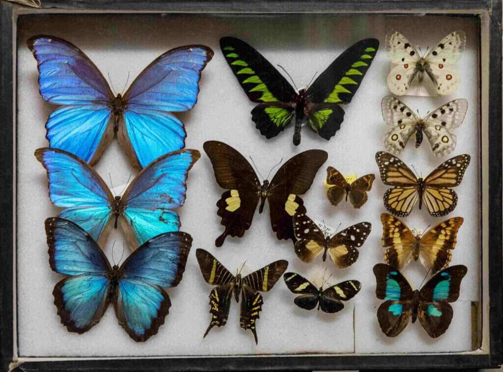 מוזיאון הטבע ע"ש שטיינהרדט. | איתי בנית