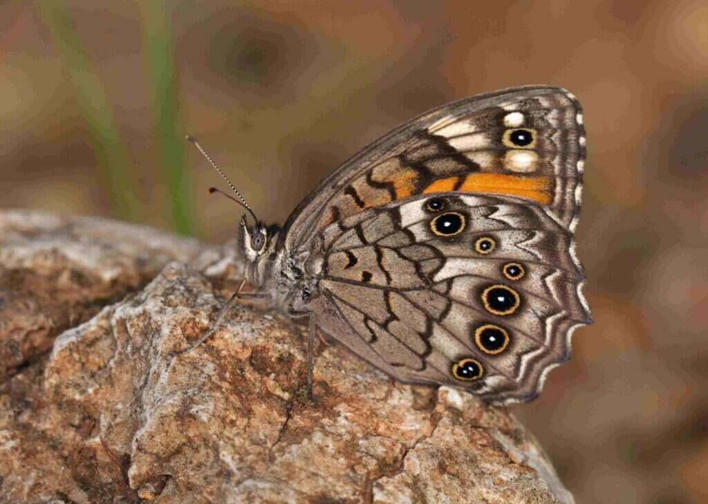 סטירית אנטולית. | עוז ריטנר