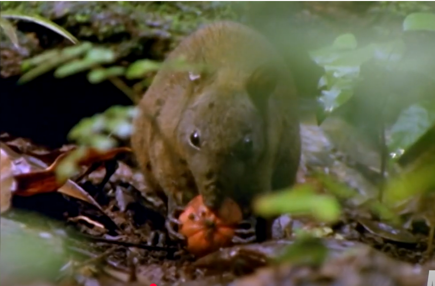 קנגוריל המושק. | מסך מיוטיוב