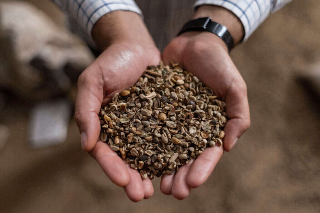 מריחים את סוף
עידן הערביקה. שקי
קפה בסאו פאולו,
ברזיל. | Dan Agostini - The Washington Post