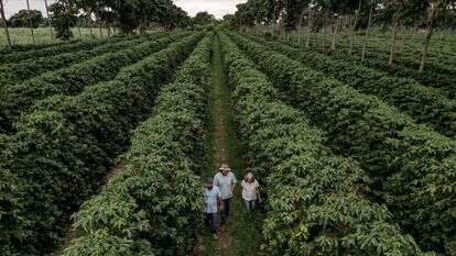 מטעי קפה בברזיל. | Dan Agostini, The Washington Post