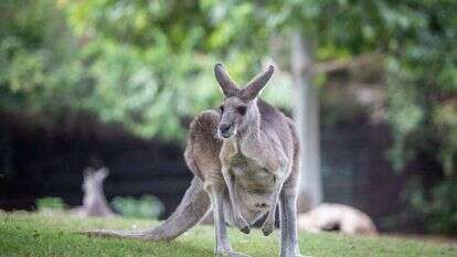 קנגרו בגן החיות התנ"כי בירושלים. | אהרון קרון, פלאש 90