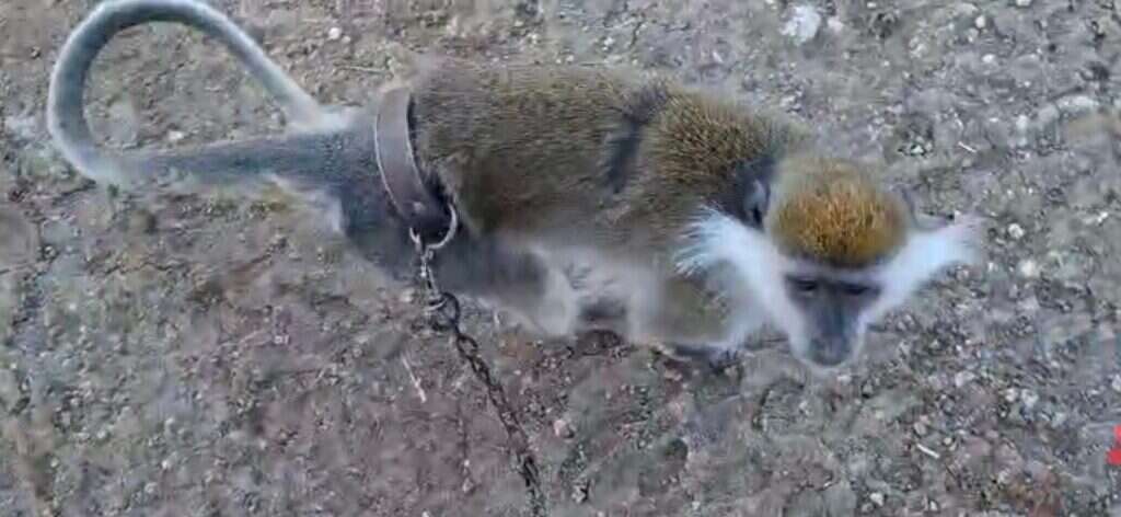 הקוף שאותר. | משטרת ישראל