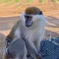 הקוף שאותר. | משטרת ישראל