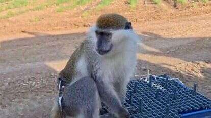 הקוף שאותר. | משטרת ישראל